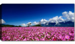 Distesa di Fiori rosa Cielo Azzurro – misura 100×50 cm