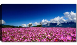 Distesa di Fiori rosa Cielo Azzurro – misura 100×50 cm